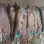 Ikan Mera atau Ikan Jurung " ikan keramat yang menjadi ikon wisata desa " ditemukan mati mengambang mendadak.