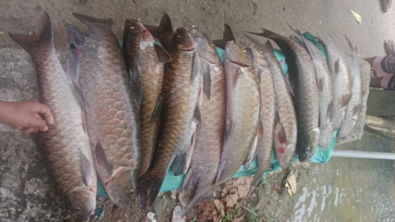Ikan Mera atau Ikan Jurung " ikan keramat yang menjadi ikon wisata desa " ditemukan mati mengambang mendadak.